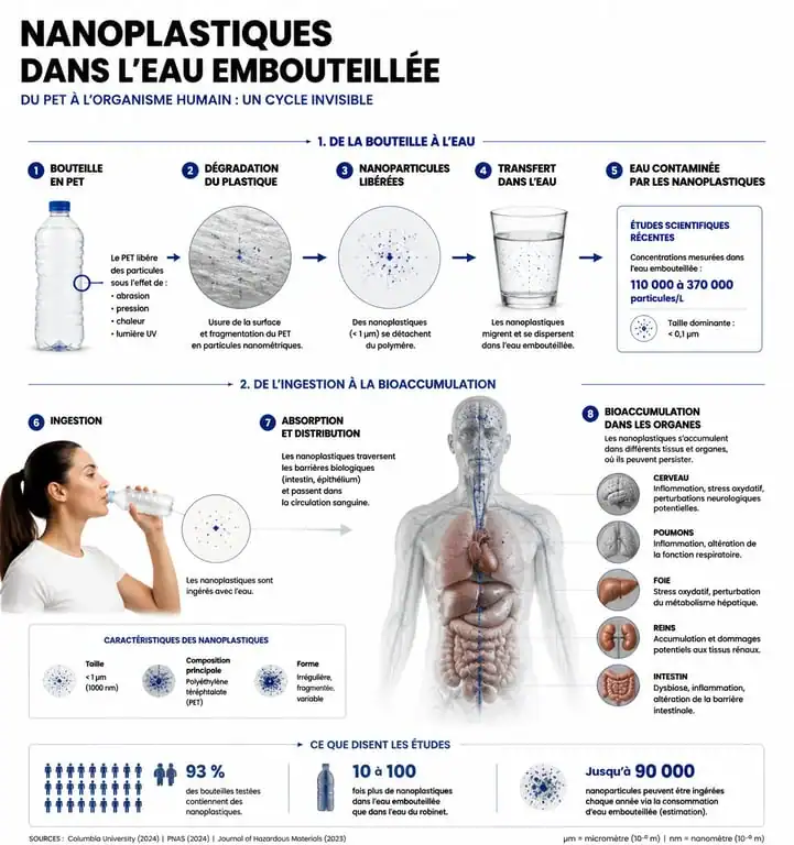 Infographie sur la contamination par les nanoplastiques dans l'eau en bouteille plastique et leurs effets sur la santé