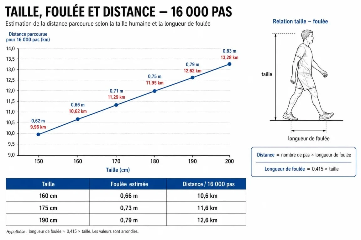 Infographie montrant la conversion de 16000 pas en km selon la taille et la longueur de foulée
