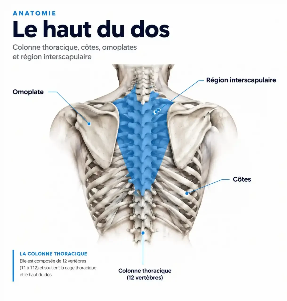 Schéma de la douleur en haut du dos : colonne thoracique, omoplates et région interscapulaire
